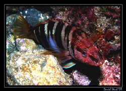 Painted comber (serranus scriba) taken in Portofino by Daniel Strub 
